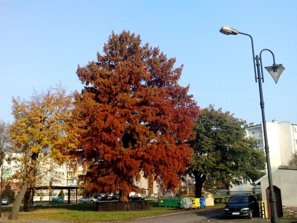 Dąb w jesiennej krasie.