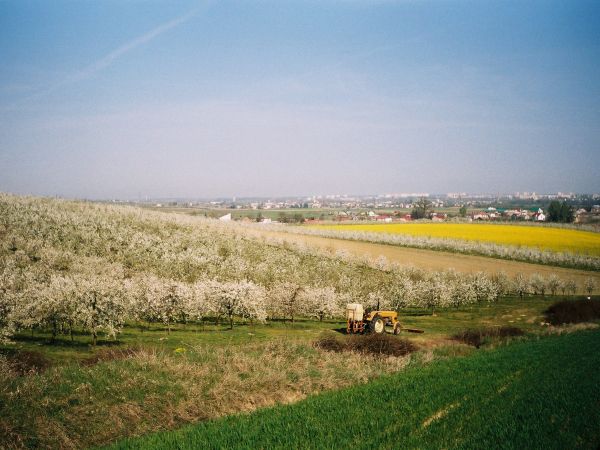 Sad kwitnącej wiśni