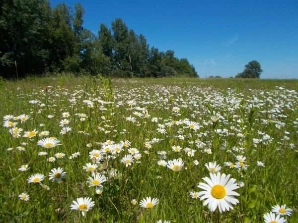 Nadwiślańskie słoneczka - łąka pełna rumianku ;-)  ,to oczywiście wakacyjne wspomnienie i westchnienie co rozgrzewa sumienie .
