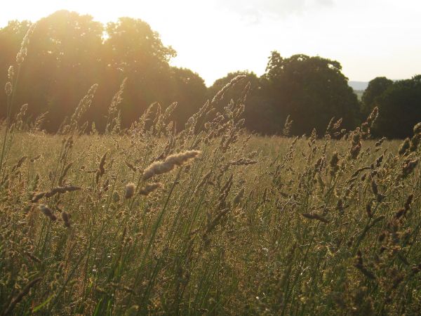 Coraz więcej nieużytków