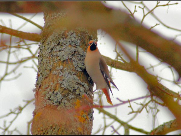 zdjecie Tyniewicze Duże