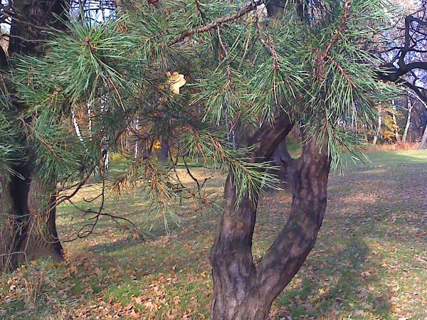 Prochy lasy tu pełne grzybów