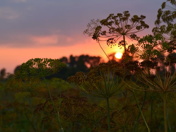Droblin zachod slonca w Droblinie