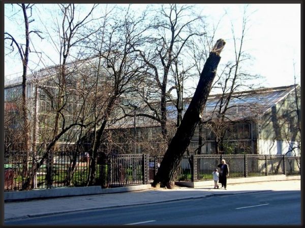 Matejki, drzewo, Palmiarnia