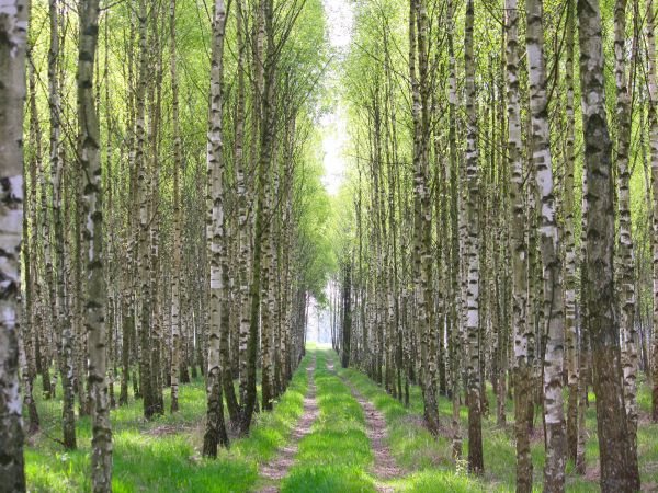 zdjecie Tyniewicze Duże