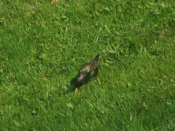 szpak widziany z okna fotka trochę zmieniona