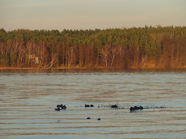Dzikie kaczki na Narwi. Zegrze Płdn., 14.11.2010 r.
