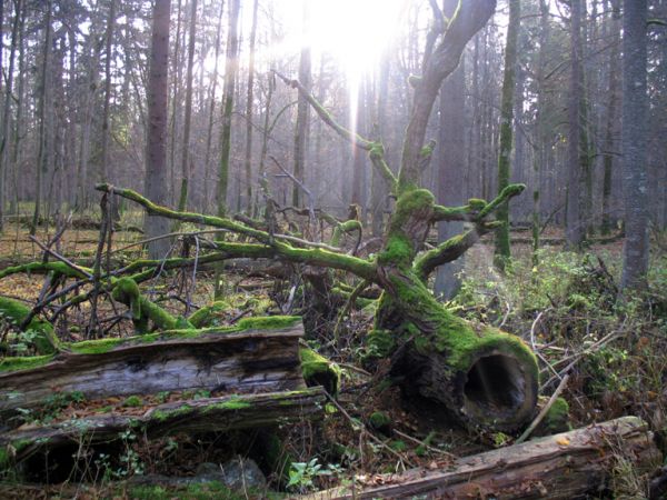 zdjecie Białowieża