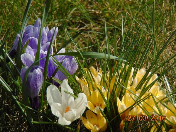 Wielkanoc https://picasaweb.google.com/103809215799629913345/ Album publiczny