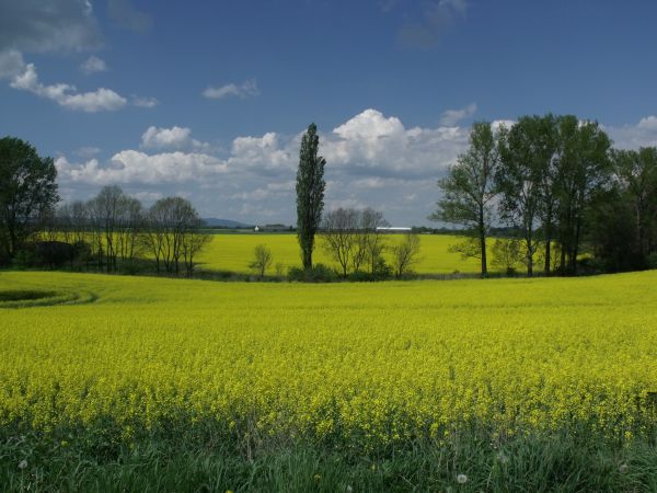 Łany rzepaku okalają Kwiatoniów