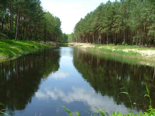 Zbiornik wodny,tzw."gardziołko" udrożnione na potrzeby mieszkańców  lasu. Zawsze tu gwarno... Okolice Sąsieczna.