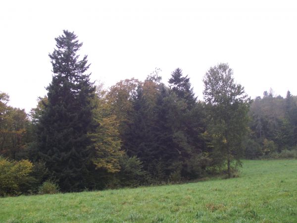 polana, stanowiąca pas zaporowy, poletko żerowe i zgryzowe w lesie - często na drodze do pól lub upraw leśnych, mające na celu zatrzymanie zwierzyny i uniknięci