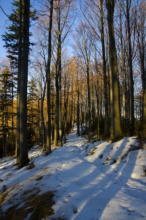 Na niebieskim szlaku-Rytro