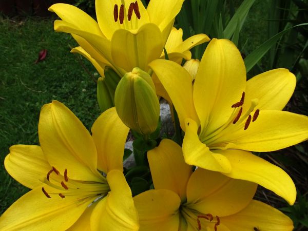 zdjecie Pietrzykowice