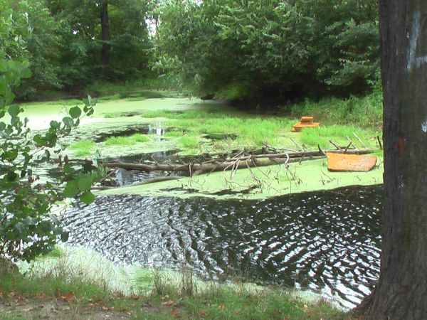 Resztki ze stawu w Studzieńcu