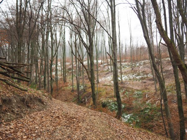poruszamy się po tzw. stokówce - służy ona pracownikom leśnym do transportu - zwózki po stokach kloców drewna pozyskanego w tych rewirach, często można spotkać