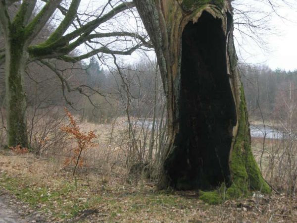 Aleja starych drzew w parku