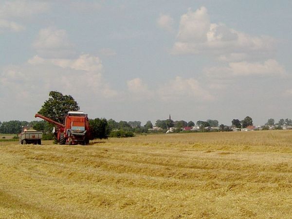 Żniwa w Pokrzydowie