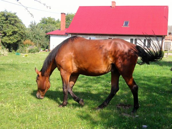 Jedyny koń (chyba) na wsi.