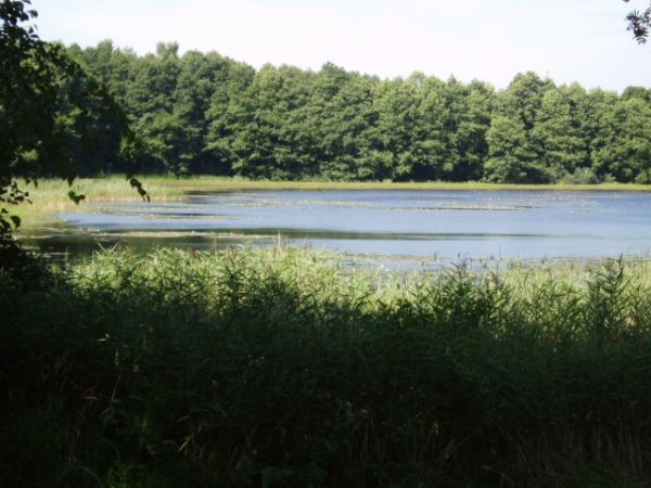 Jezioro Niecino koło Przytonia