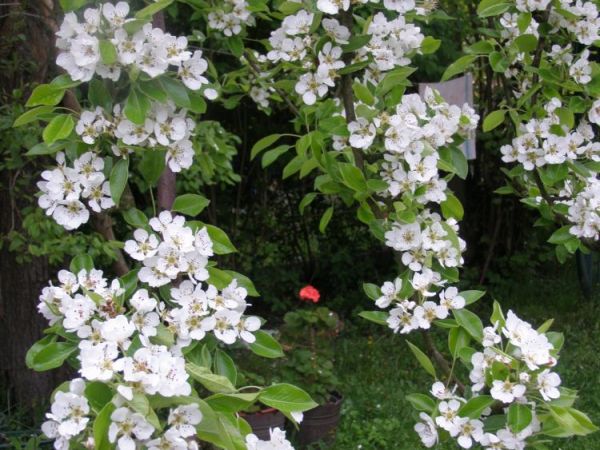 zdjecie Zalesie Górne