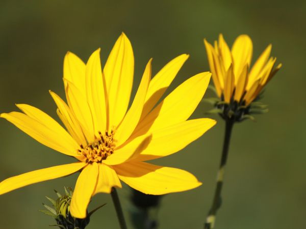 Łopienno, kwiaty na łące.