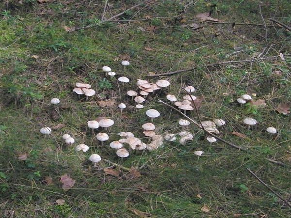 grzyby są  na pewno w sezonie