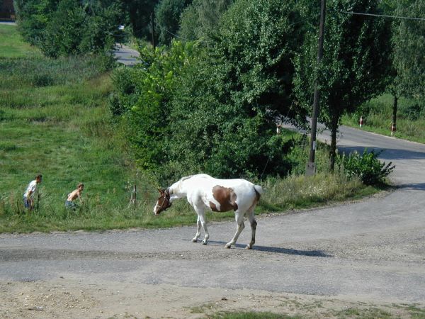 Wygiełdów, swojskie klimaty - gatunek na wymarciu.