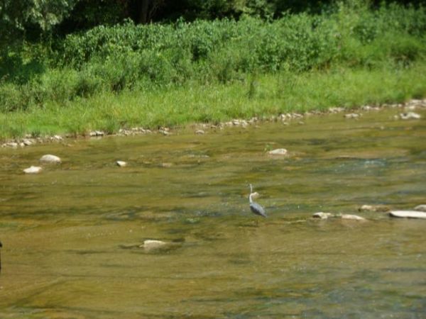 czapla siwa - jednym silnym rzutem w przód dziób czapli  /pomarańczowy, imponujący w kształcie sztyletu o długości 13 cm/ dopada przepływającą rybę, przebijając