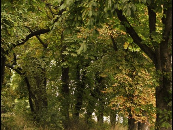 Aleja kasztanowa  za Dworem pod Cisową Górą jesienią