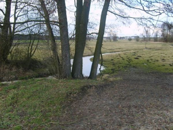 SKRUDA, kilka dzew przy rzece Swarzynie.