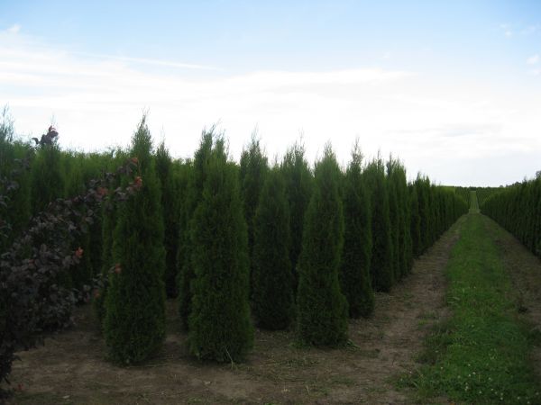 MAZURSKA SZKOLKA ROSLIN OZDOBNYCH W SADUNACH