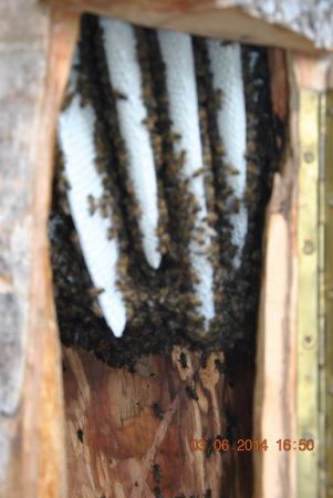 Nowa zasiedlona kłoda po trzech tygodniach zbudowały dziewięć plastrów o szerokośći około 28 cm i dł. 34 cm