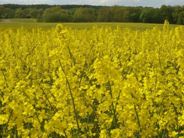 Krajobraz Smokowa. Piękne pole rzepakowe należące do Majątku Ziemskiego Smokowo malarsko wpisuje się w lekko
pagórkowaty teren tych mazurskich okolic