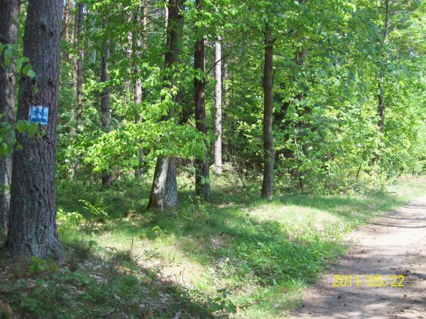 Łężyckie lasy wspaniałym miejscem nie tylko na wycieczki rowerowe, ale także spacery.