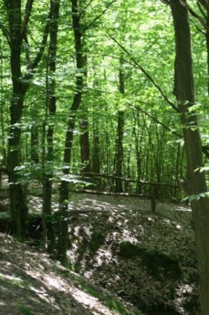 Sciezka dydaktyczna ok. Drewna