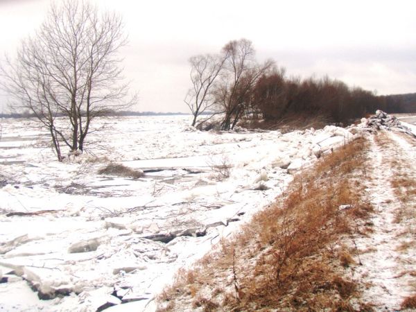 Kępa Polska dnia 05.03.2010r. -  Wisła po zimowej powodzi gdy poprzedniego dnia o god. 20,30 osiagnęła na wodowskazie maksymalny poziom 728 cm.