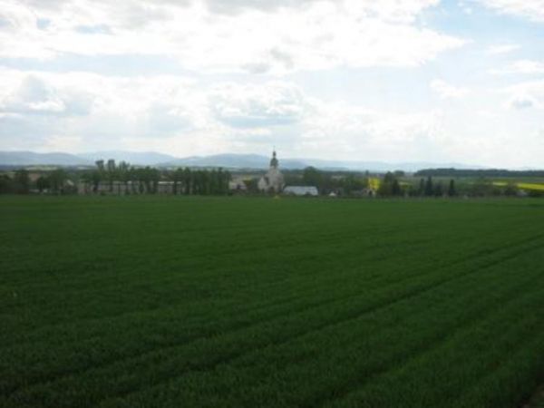 Stary Las-panorama.