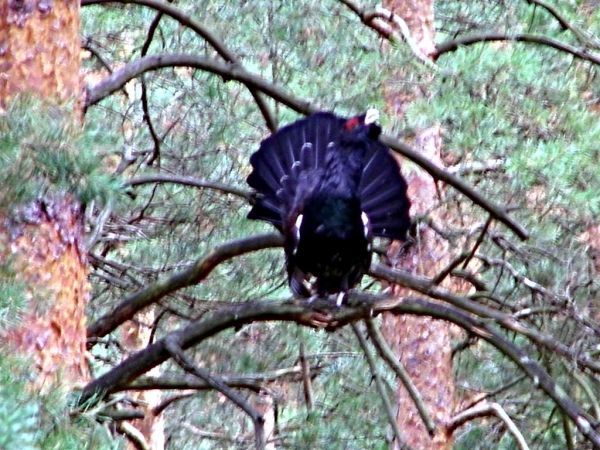 fotka nie wyszła dalekie okolice gminy Węgliniec Głuszec