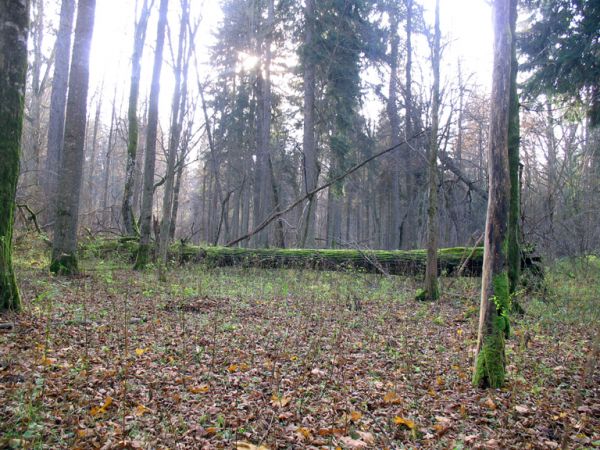 zdjecie Białowieża