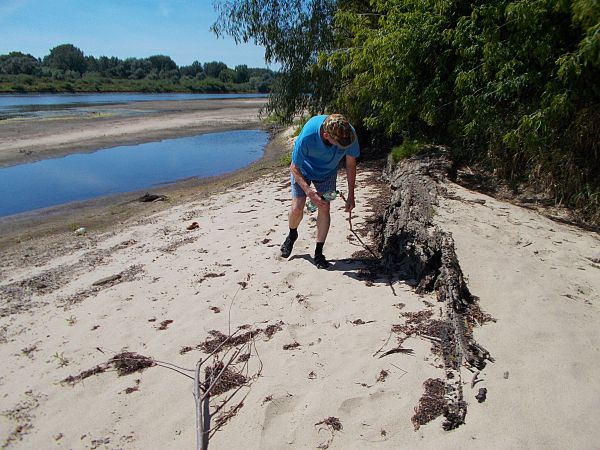 Wisła odsłania  wiekowe czarne dęby z prasłowiańskiej  puszczy  .