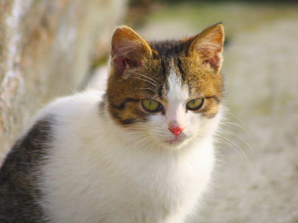 zdjecie Tyniewicze Duże