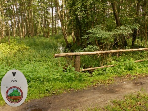 Ścieżka dydaktyczna wokół jeziora w Zielonce