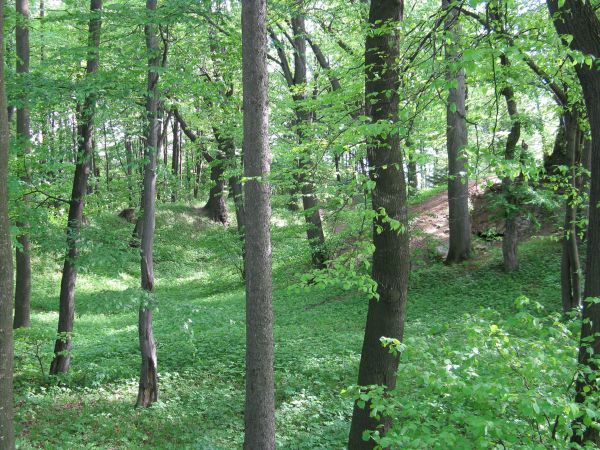 czytelne ślady fortyfikacji grodzkich, warownych - po prawej: do lochów wejście /o nietoperzach mówiono ale i o tym, że jakiś cug / przeciągi, że w miarę zdatne