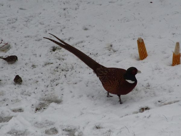 zdjecie Pietrzykowice