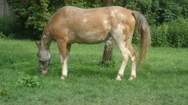 W oczekiwaniu na miejsce w pensjonacie/pensjonat tylko dla koni/