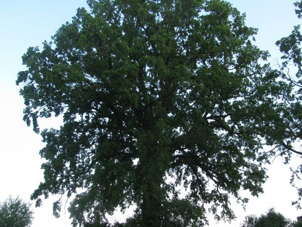 zdjecie Wola Wężykowa