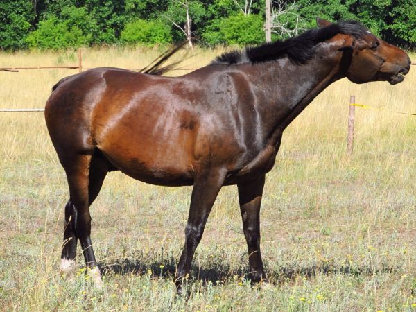 Kaszuby Borsk łąka konie