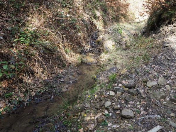 struga wypływająca z siodła zbocza Pasma Granickiej zasilać będzie wody koryta Olchowskiego Potoku.