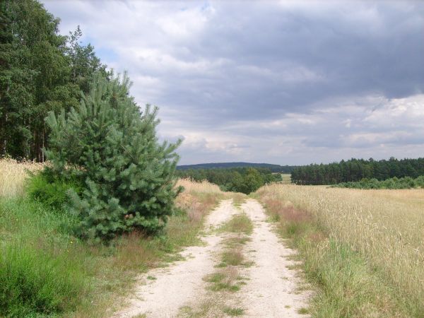 Lasy i łąki Kobyla Góra